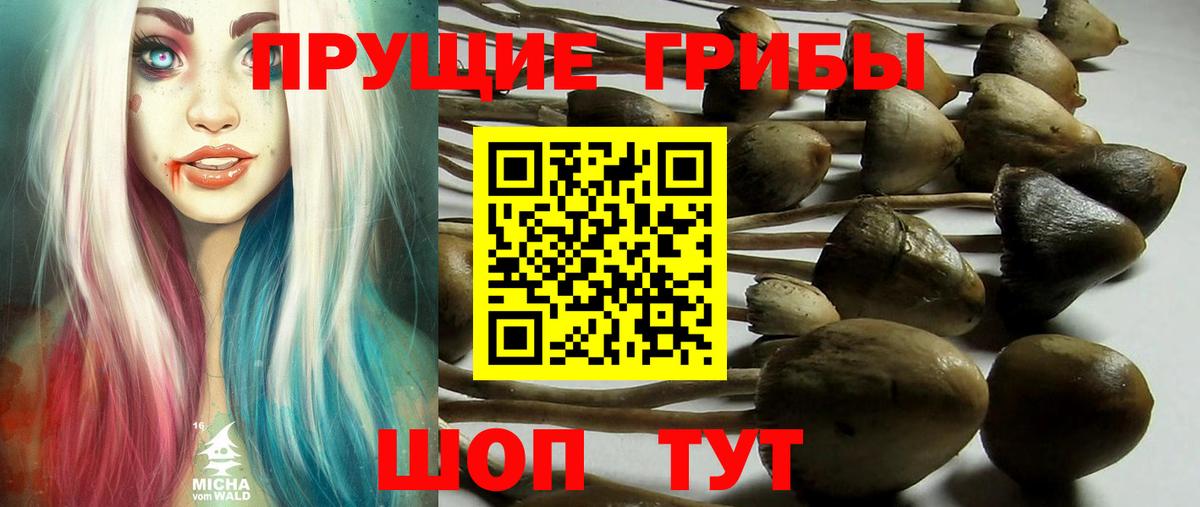 Псилоцибиновые грибы Cubensis Полевской